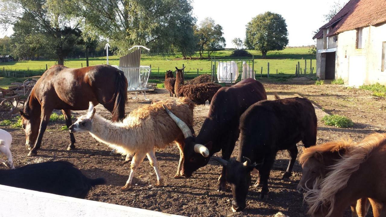 La Ferme Aux Kangourous Donzy Luaran gambar