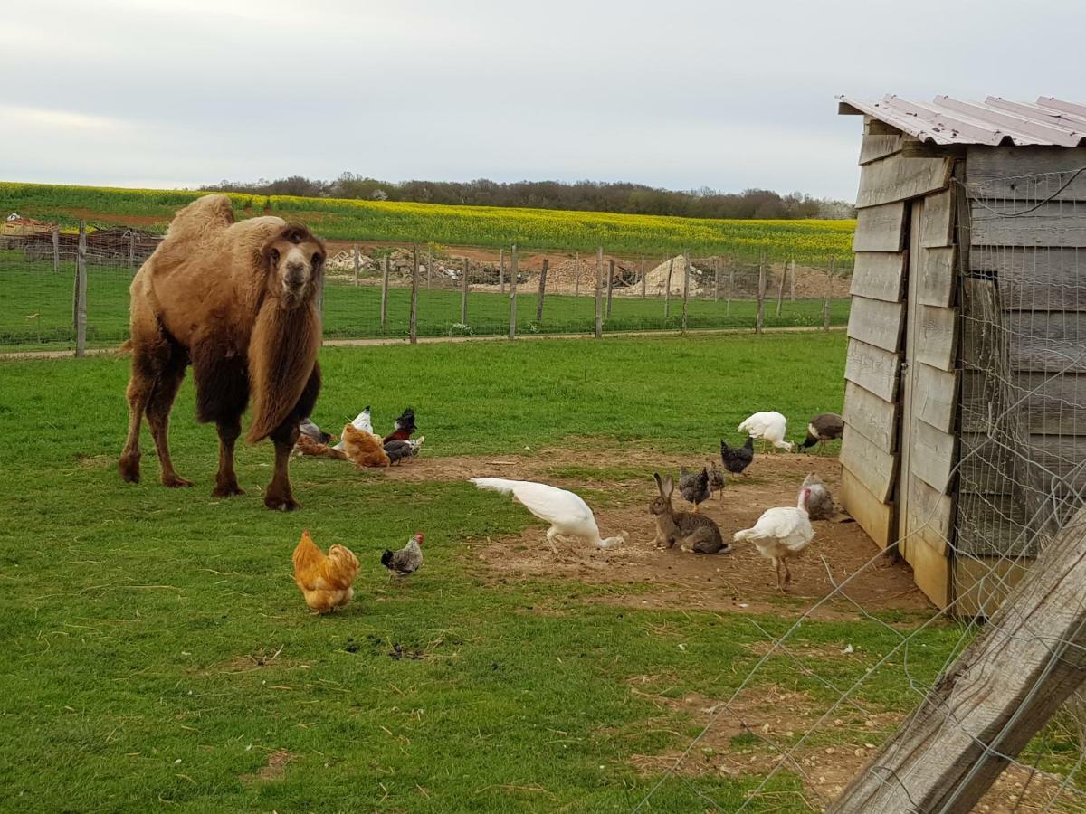 La Ferme Aux Kangourous Donzy Luaran gambar